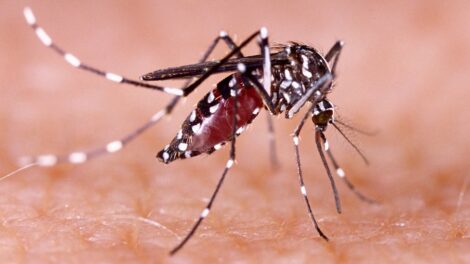 Este año se han registrado 8 millones de casos de dengue en las Américas