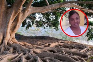 ¡Tragedia! Árbol aplasta una mujer al caer repentinamente en Bonao
