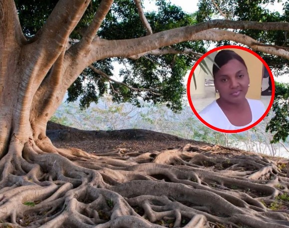 ¡Tragedia! Árbol aplasta una mujer al caer repentinamente en Bonao